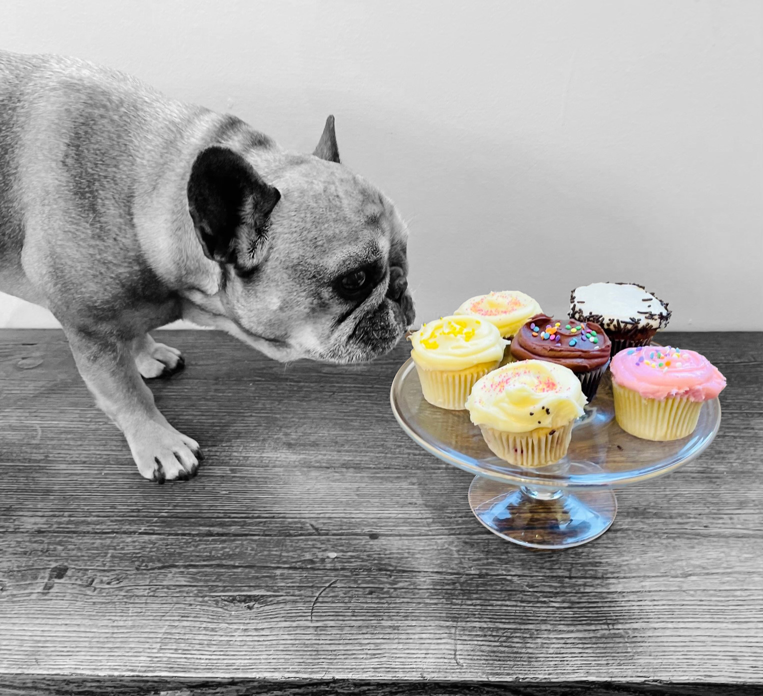 dog sniffing cupcakes